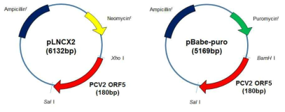 PCV2 ORF5 유전자 클로닝 vector construct