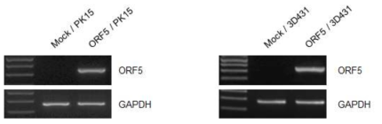 PCV2 ORF5 유전자의 숙주세포내 발현확인