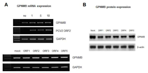 PCV2 감염 및 PCV2 ORF 발현에 따른 GPNMB 발현 확인 PCV2 감염의 정도는 PCV2 capsid 유전자인 ORF2로 확인하였음