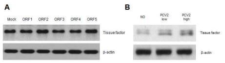 PCV2 감염 및 PCV2 ORF 발현에 따른 Tissue factor 발현 확인