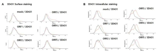 PCV2 ORF 발현에 따른 Tissue factor 세포표면 발현 확인