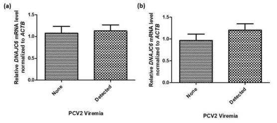 PCV2 미검출개체와 검출개체의 DNAJC6 발현량. (a) 간, (b) 비장