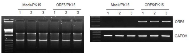 PCV2 ORF5/PK15 cell의 RNA isolation 및 PCV2 ORF5 유전자 발현확인