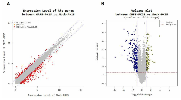 PCV2 ORF5 과발현에 의해 변화하는 유전자의 scatter plot 및 volcano plot