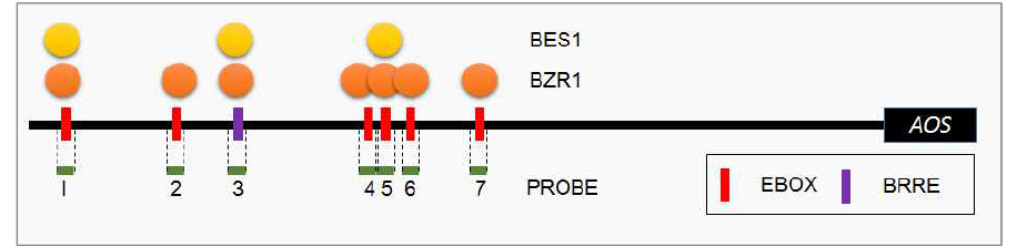 BR 전사인자 BES1, BZR1과 pAOS의 in vitro 결합 모식도