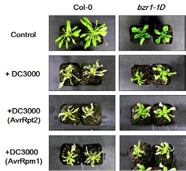 Pseudomonas syringae pv. tomato DC3000 (avrRpt2/avrRpm1) 처리 후 bzr1-1D와 Col-0의 phenotype