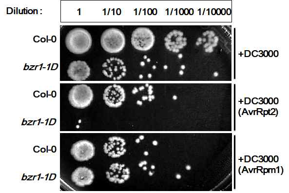 Pseudomonas syringae pv. tomato DC3000 (avrRpt2/avrRpm1) 처리 후 bzr1-1D 와 Col-0 leaf disk 내 bacterial population 측정