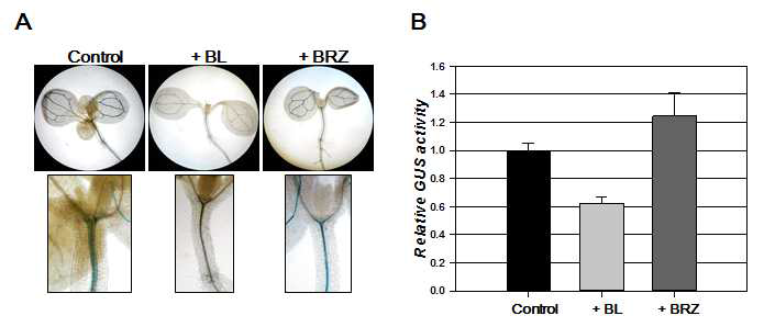 BL, Brz처리에 따른 pABA2-GUS 발현변화