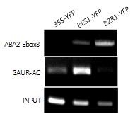 ABA2 promoter 내 E-box motif 와 BES1의 in vitro 결합 (ChIP)