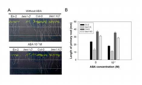 ABA에 의한 BES1돌연변이 뿌리생장