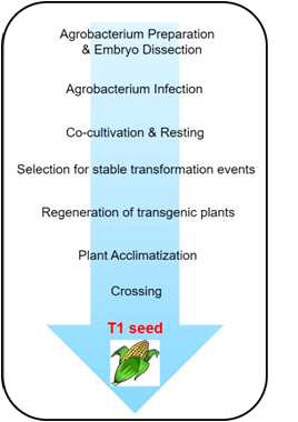 아그로박테리움을 이용한 옥수수 형질전환 방법