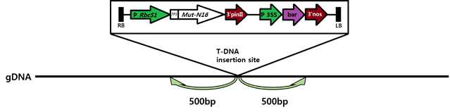 게놈 내 T-DNA 삽입위치에 따른 intergenic 여부 판단 모식도