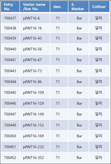 선별된 14계통의 T1세대 Bt벼