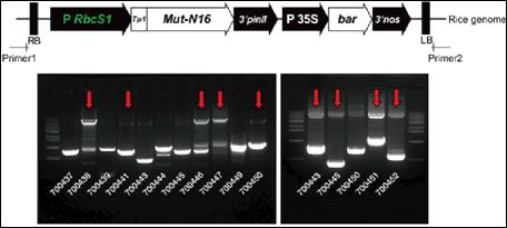 14계통의 Mut-N16 T2 식물체 T-DNA 재분리 PCR 수행