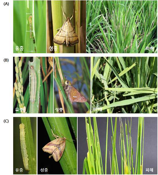 혹명나방 (A), 줄점팔랑나비 (B)와 벼애나방 (C)