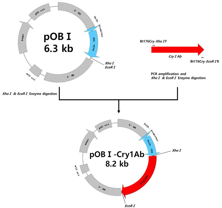 SYN-EV176-9 Cry1Ab gene를 발현하는 전이벡터 pOBⅠ-Cry1Ab의 제작과정 및 구조