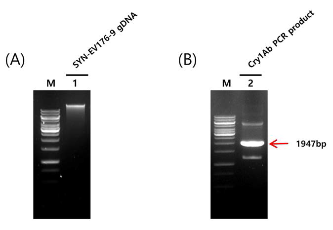 SYN-EV176-9의 genomic DNA (A) 와 Cry1Ab 유전자의 PCR 증폭 (B). Lane : M, 1Kb DNA ladder; 1, total genomic DNA of SYN-EV176-9; 2,PCR product of SYN-EV176-9 Cry1Ab