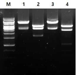 Cry1Ab 유전자를 발현하는 전이벡터의 구조분석 Lanes: M, 1kb DNA ladder; 1, AccI; 2, NarI; 3, ScaI; 4, DraI
