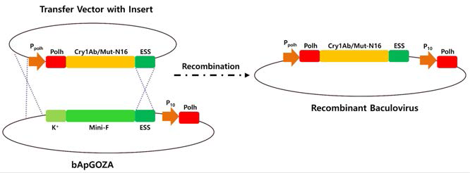 Cry1Ab와 Mut-N16의 유전자를 발현하는 재조합바이러스의 제작 모식도