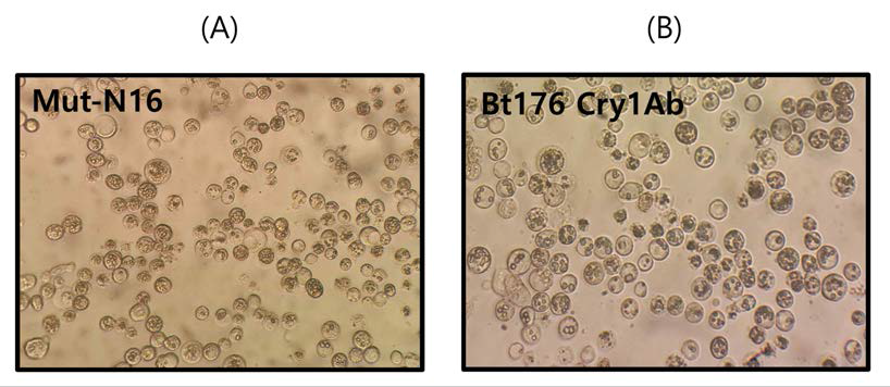 위상차현미경으로 관찰한 Cry1Ab 유전자 (A)와 Mut-N16 유전자 (B)를 발현하는 재조합 AcMNPVs에 감염된 Sf9 세포 (Magnification : X 1,000)