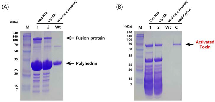 다각체와 융합된 Mut-N16 및 Cry1Ab 융합단백질 (A)과 트립신에 의해 활성화된 Mut-N16 및 Cry1Ab 단백질 (B)의 SDS-PAGE. Lanes: M, protein molecular weigh marker; 1, Mut-N16; 2, Cry1Ab; Wt, wild-type AcMNPV; C, Mod-Cry1Ac