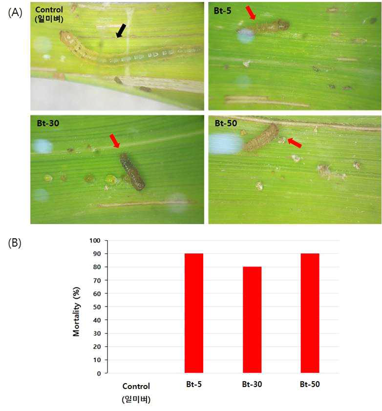 혹명나방 2령 유충에 대한 T4 세대 Bt 벼 (RbcS3:Cry1Ac) 3개 Event의 살충활성. 실험결과는 ⨉20배율로 관찰하였으며, 치사율은 접종 후 5일 째 측정하였다
