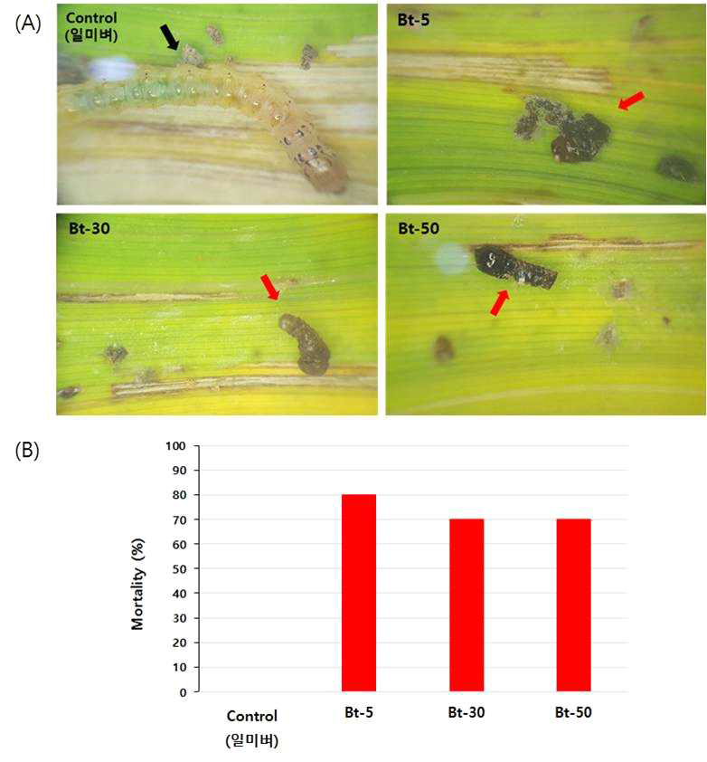 혹명나방 3령 유충에 대한 T4 세대 Bt 벼 (RbcS3:Cry1Ac) 3개 Event의 살충활성. 실험결과는 ⨉20배율로 관찰하였으며, 치사율은 접종 후 5일 째 측정하였다