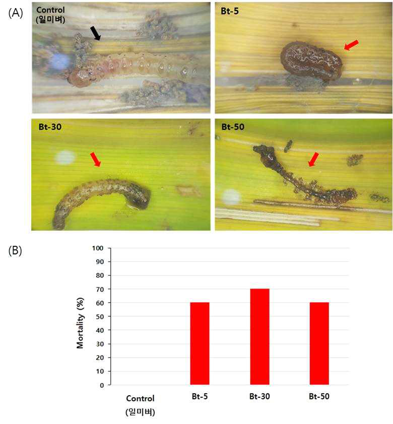 혹명나방 4령 유충에 대한 T4 세대 Bt 벼 (RbcS3:Cry1Ac) 3개 Event의 살충활성. 실험결과는 ⨉10배율로 관찰하였으며, 치사율은 접종 후 7일 째 측정하였다