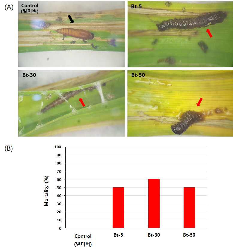 혹명나방 5령 유충에 대한 T4 세대 Bt 벼 (RbcS3:Cry1Ac) 3개 Event의 살충활성. 실험결과는 ⨉10배율로 관찰하였으며, 치사율은 접종 후 7일 째 측정하였다