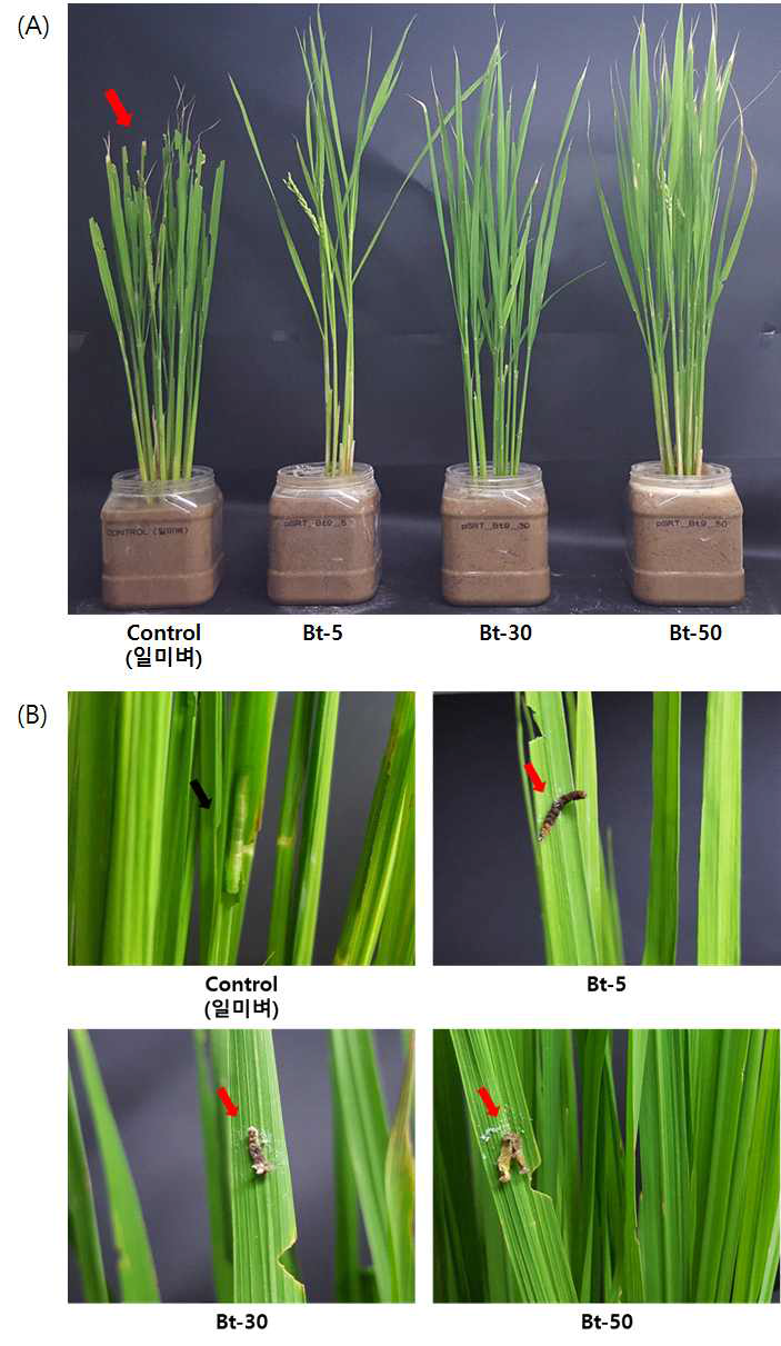 벼애나방에 대한 Pot 생물검정과. 벼애나방을 접종한 뒤 14일 후, 대조군 및 실험군의 정성적인 피해 수준 비교 (A) 및 유충의 치사여부 (B)