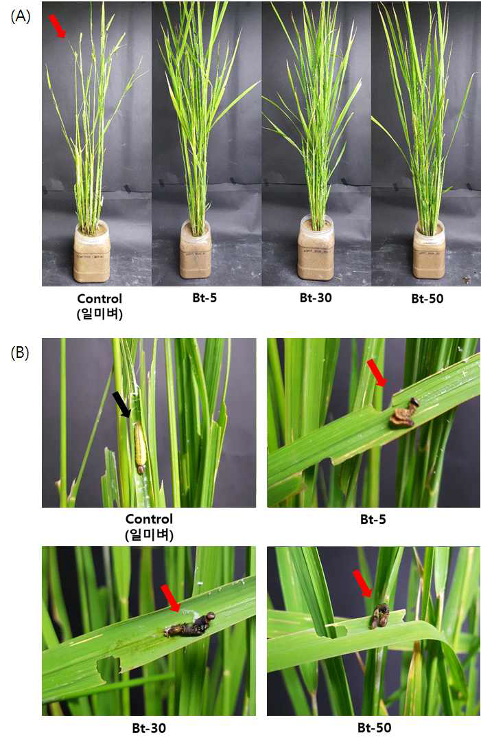 줄점팔랑나비에 대한 Pot 생물검정. 줄점팔랑나비를 접종한 뒤 14일 후, 대조군 및 실험군의 정성적인 피해 수준 비교 (A) 및 유충의 치사여부 (B)