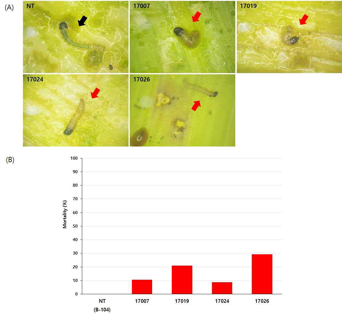 옥수수조명나방 2령 유충에 대한 영양생장단계 Bt옥수수 (Mut-N16)의 살충활성 (실험결과는 ×20배율로 24시간 간격으로 관찰, 최종 치사율은 접종 후 7일 째 측정)