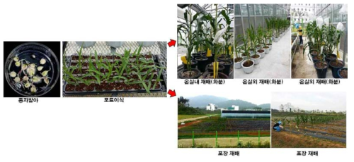 옥수수 종자 확보 및 미성숙배 공급을 위한 온실과 포장 재배 환경