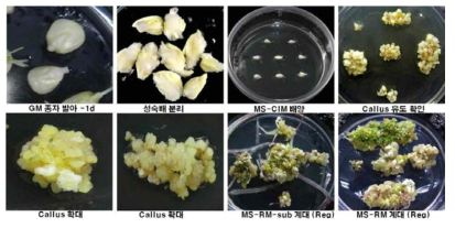 찰옥수수 성숙종자로부터 분리한 성숙배로부터 캘러스 유도 및 재분화 과정