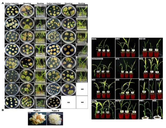 여러 옥수수 계통의 미성숙배로부터 캘러스 유도와 식물체 재분화 NS, no shoots; NR, no roots. Bars are 1 cm. Black arrowhead : embryogenic callus. Red arrowheads : non-embryogenic and watery callus