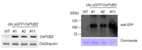 OsPUB2 과다발현 형질전환 식물체의 발현을 확인하는 RT-PCR과 Western blot 결과