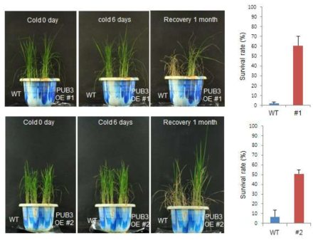 OsPUB3 과다발현 식물체의 저온 스트레스에 대한 내성 검증 및 통계 결과