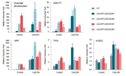 야생종과 OsPUB2, OsPUB3 과다발현 식물체에서 저온 스트레스 관련 유전자의 발현 비교