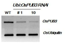 OsPUB3 RNAi 발현저하 T3 형질전환 식물체의 RT-PCR 결과
