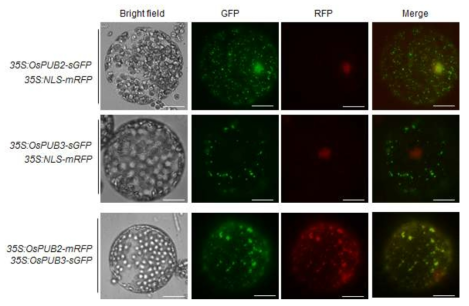 OsPUB2, OsPUB3 단백질의 세포 내 위치 관찰