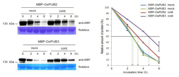 정상 조건과 저온 조건에서 OsPUB2, OsPUB3 단백질의 안정성 비교