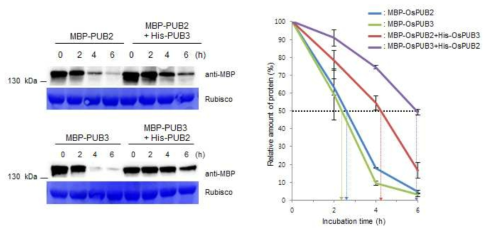 OsPUB2와 OsPUB3의 복합체 형성에 의한 단백질 안정화