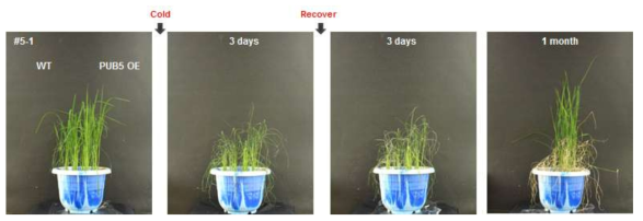 OsPUB5 과다발현 식물체 #5-1 라인의 저온 스트레스 내성 검증