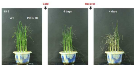 OsPUB5 과다발현 식물체 #5-2 라인의 저온 스트레스 내성 검증
