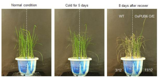 OsPUB6 과다발현 형질전환 식물체의 저온스트레스 내성 표현형 관찰