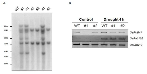OsPUB41 RNAi 발현저하 형질전환체의 독립라인 확인. Genomic Southern blot (A), OsPUB41 발현 확인 RT-PCR (B) 결과
