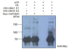 OsPUB41 단백질의 in vitro ubiquitination assay