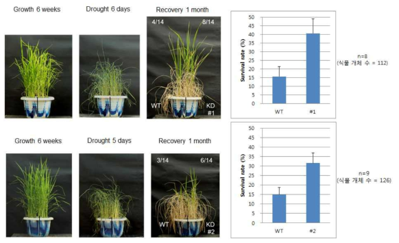 OsPUB41 RNAi 발현저하 T3 식물체의 건조 스트레스 내성 검증