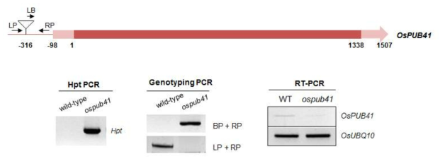 OsPUB41 T-DNA 삽입 돌연변이체 확보 (genotyping PCR) 및 유전자 발현 확인 (RT-PCR) 실험