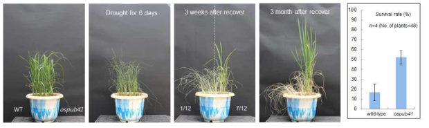 OsPUB41 T-DNA 삽입 돌연변이체의 건조 스트레스 내성 표현형 검증 및 통계 처리